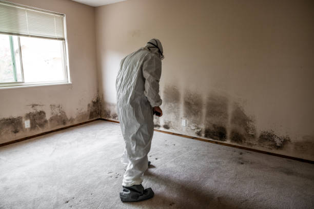 Attic Mold Removal in Center Point, NM