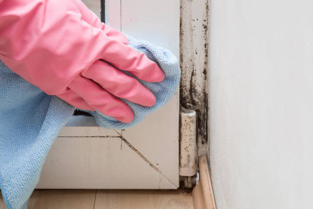 Trusted Center Point, NM Mold Removal Experts